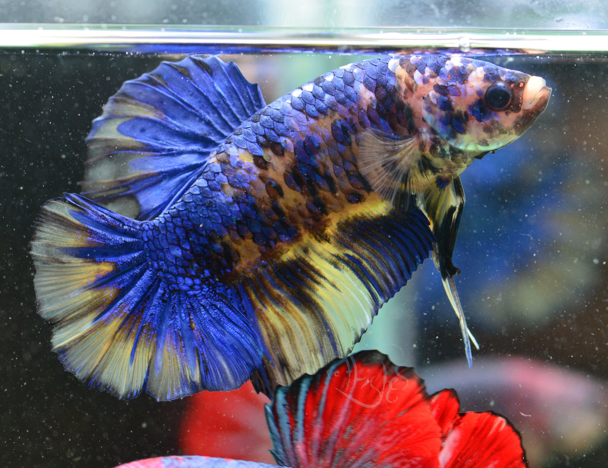 Giant Yellow Marble HMPK Male