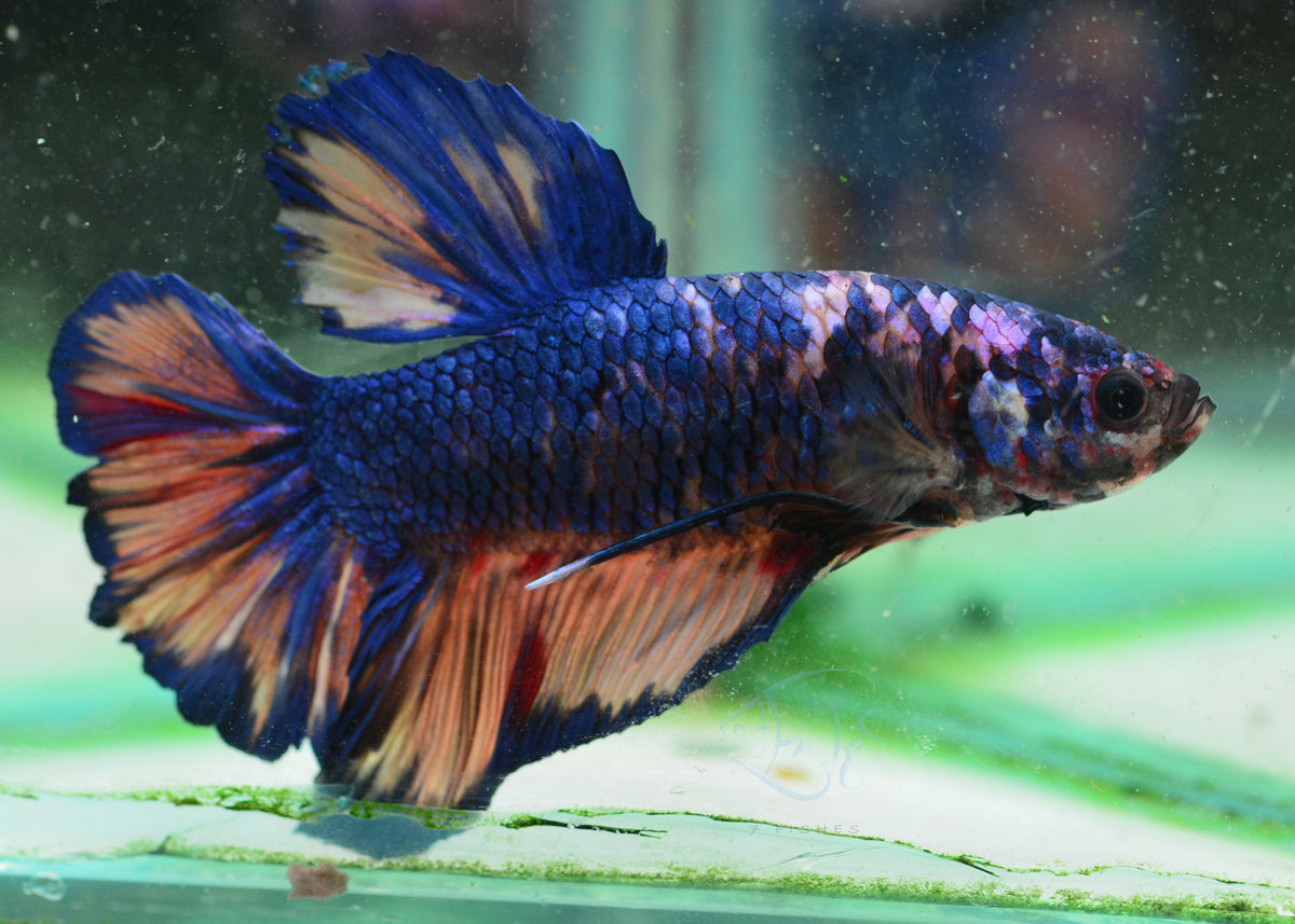 Giant Mustard HMPK Male