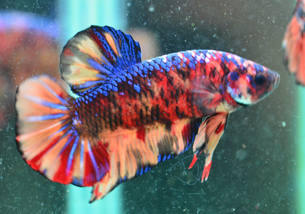 Giant Nemo HMPK Male