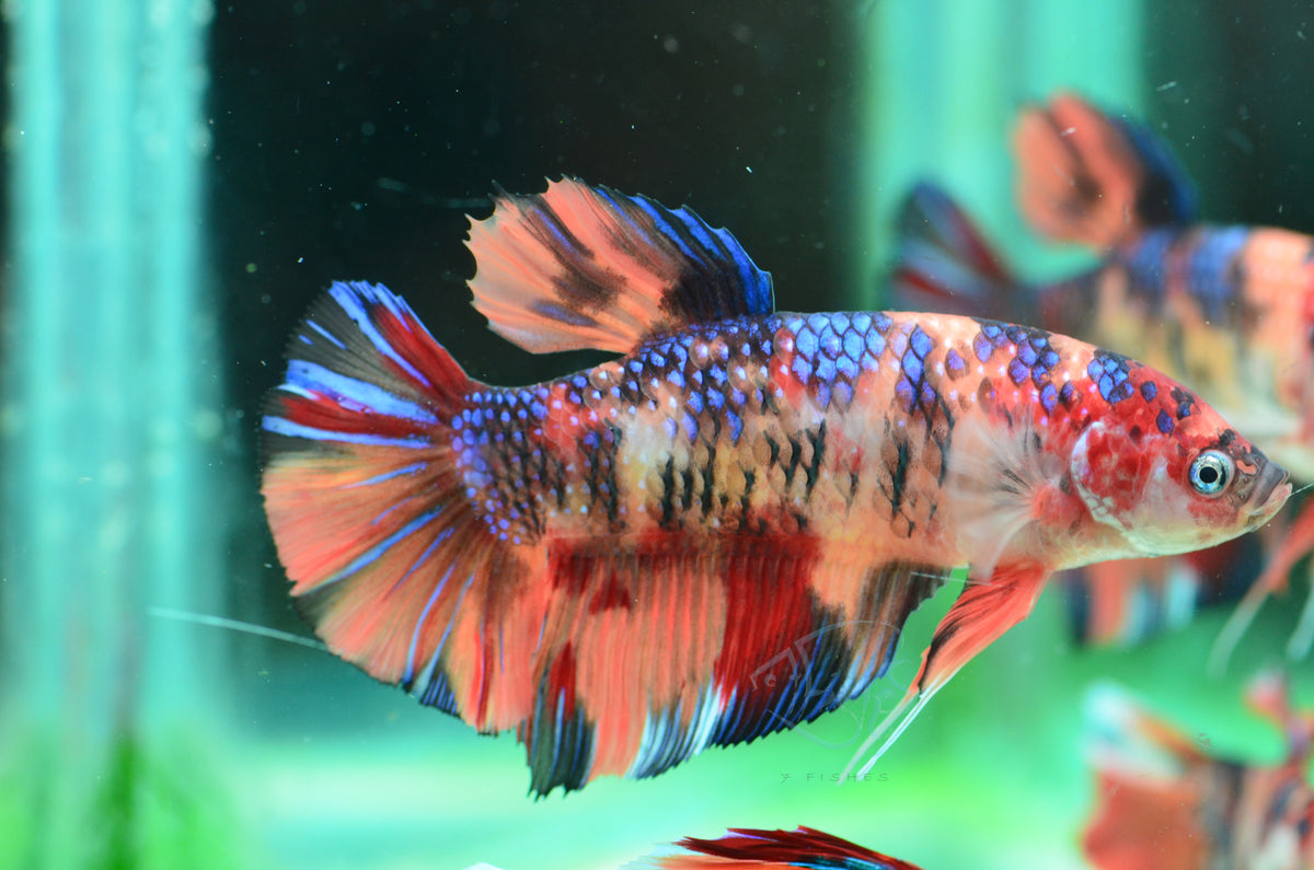 Giant Nemo HMPK Male