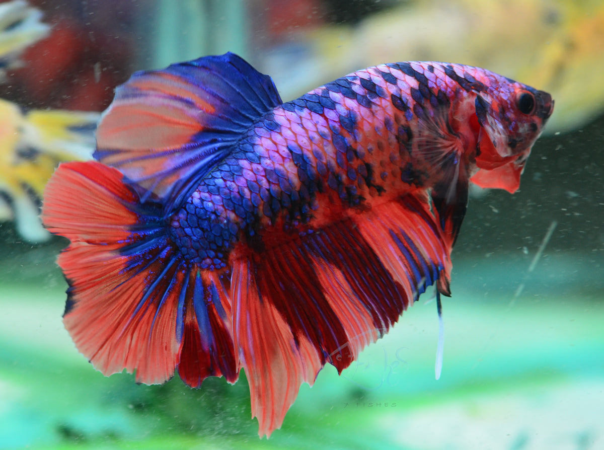 Giant Multicolour HMPK Male