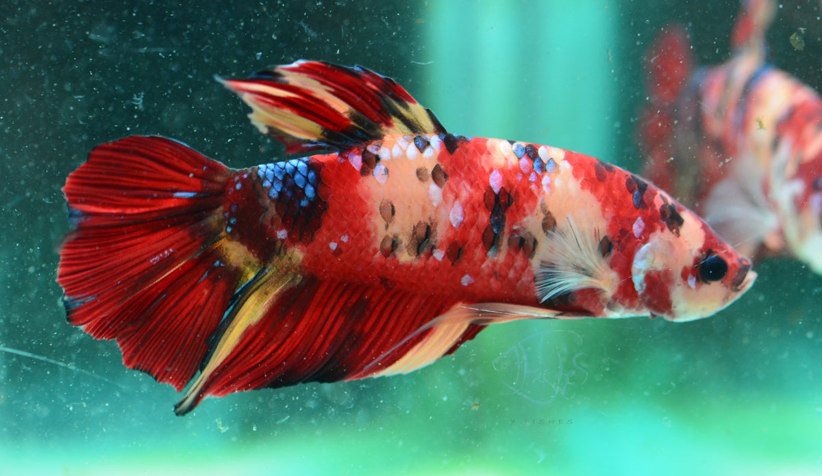 Giant Nemo HMPK Male