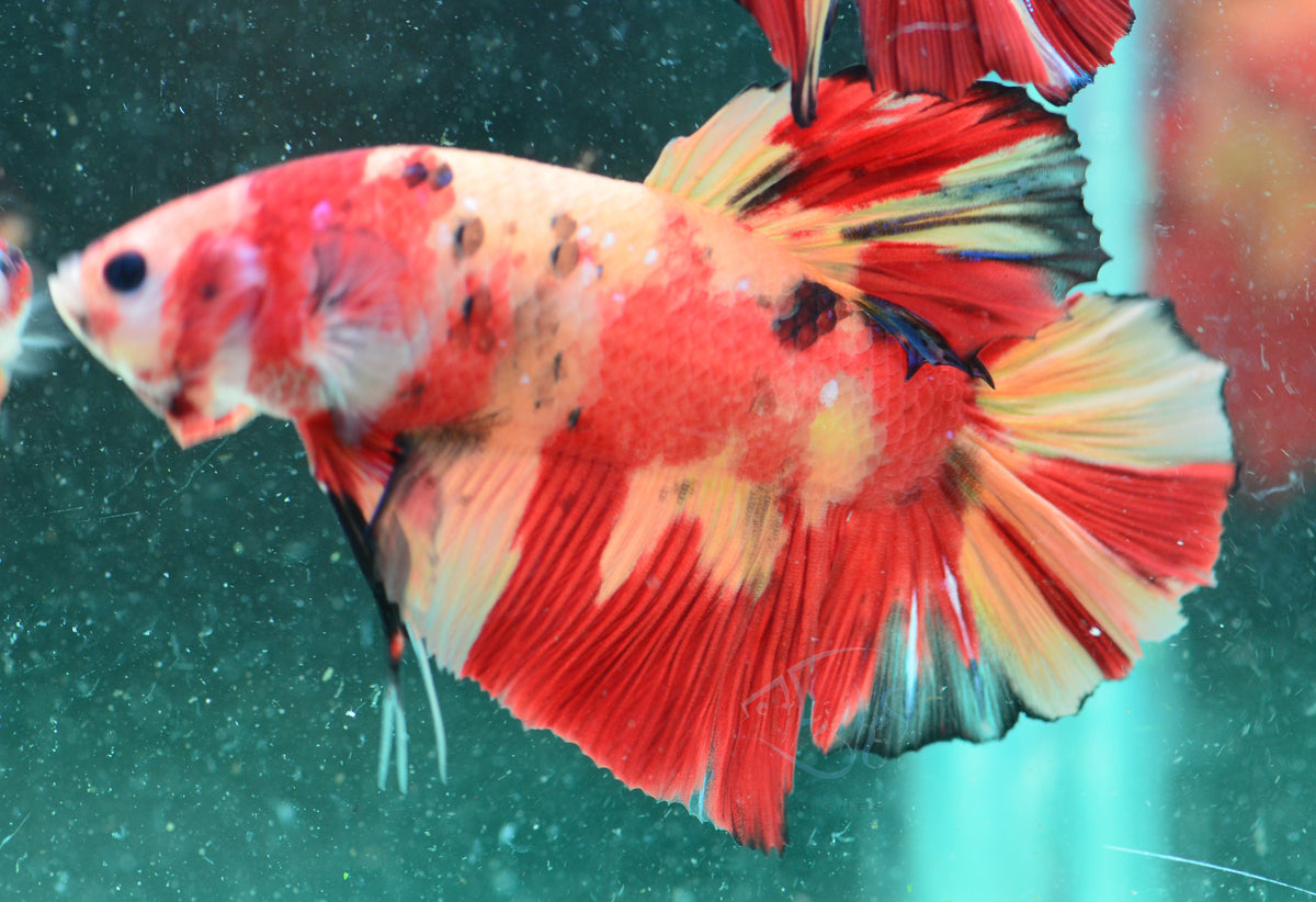 Giant Nemo HMPK Male