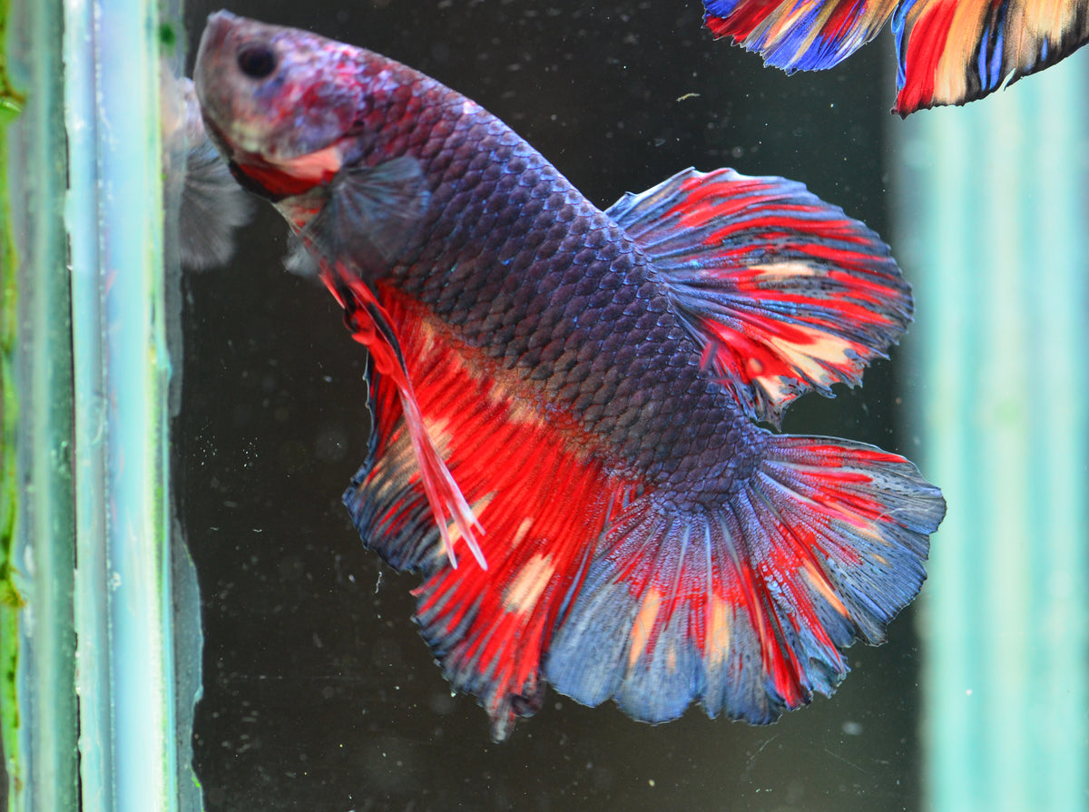 Giant Steel Marble HMPK Male