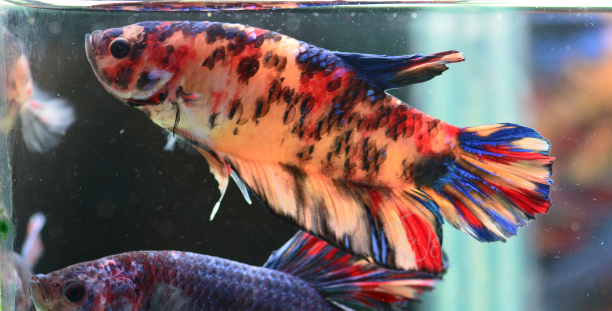 Giant Nemo HMPK Male