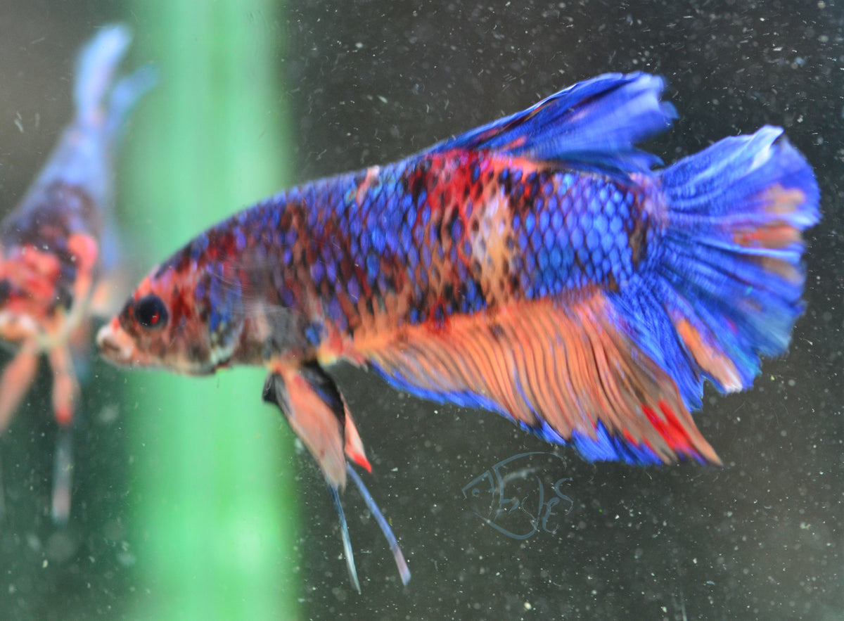 Giant Multicolour HMPK Male