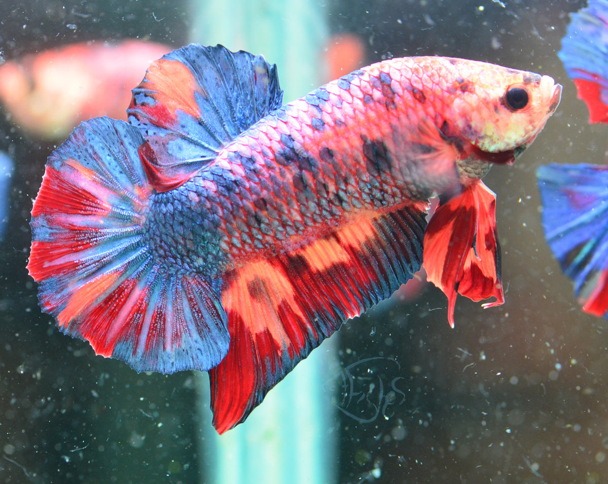 Giant Multicolour HMPK Male