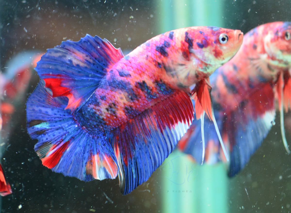 Giant Multicolour HMPK Male