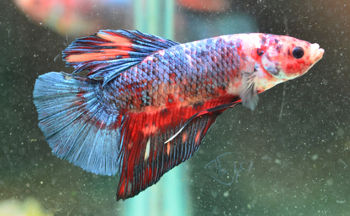 Giant Steel Marble HMPK Male