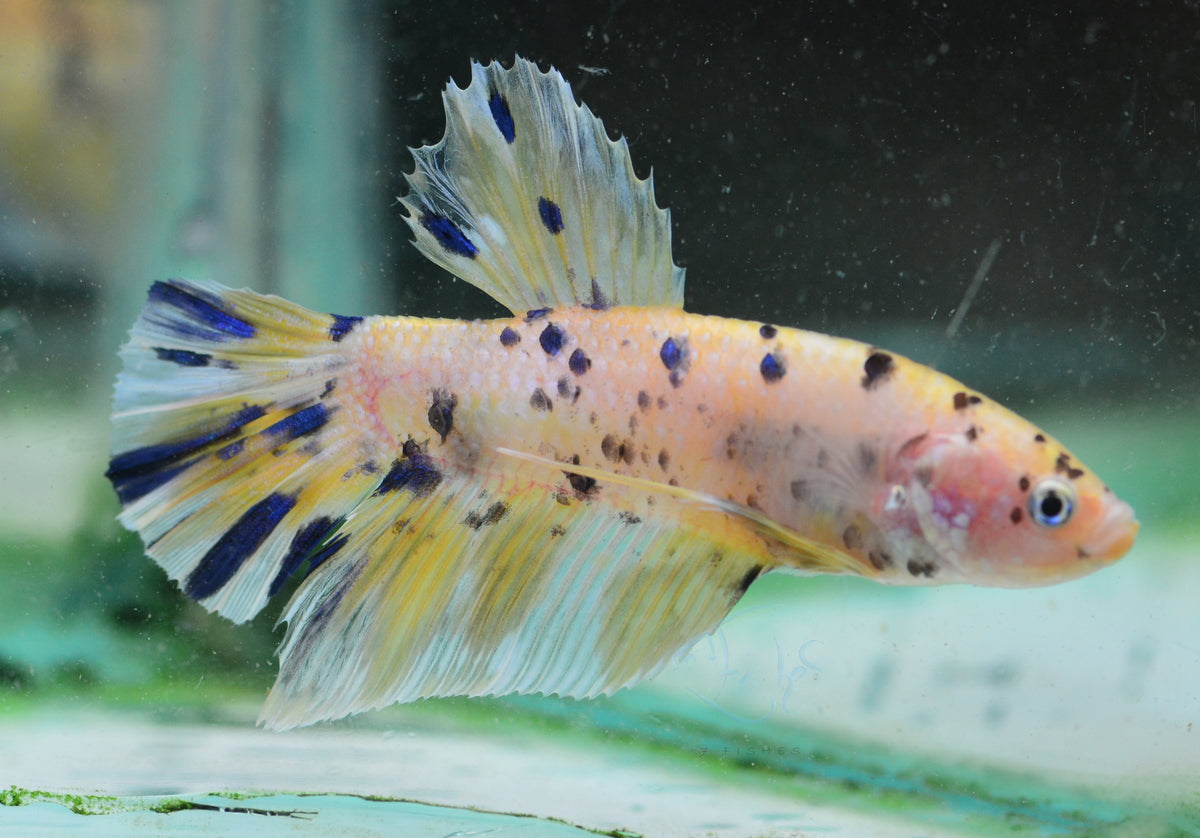 Giant Yellow Koi HMPK Male