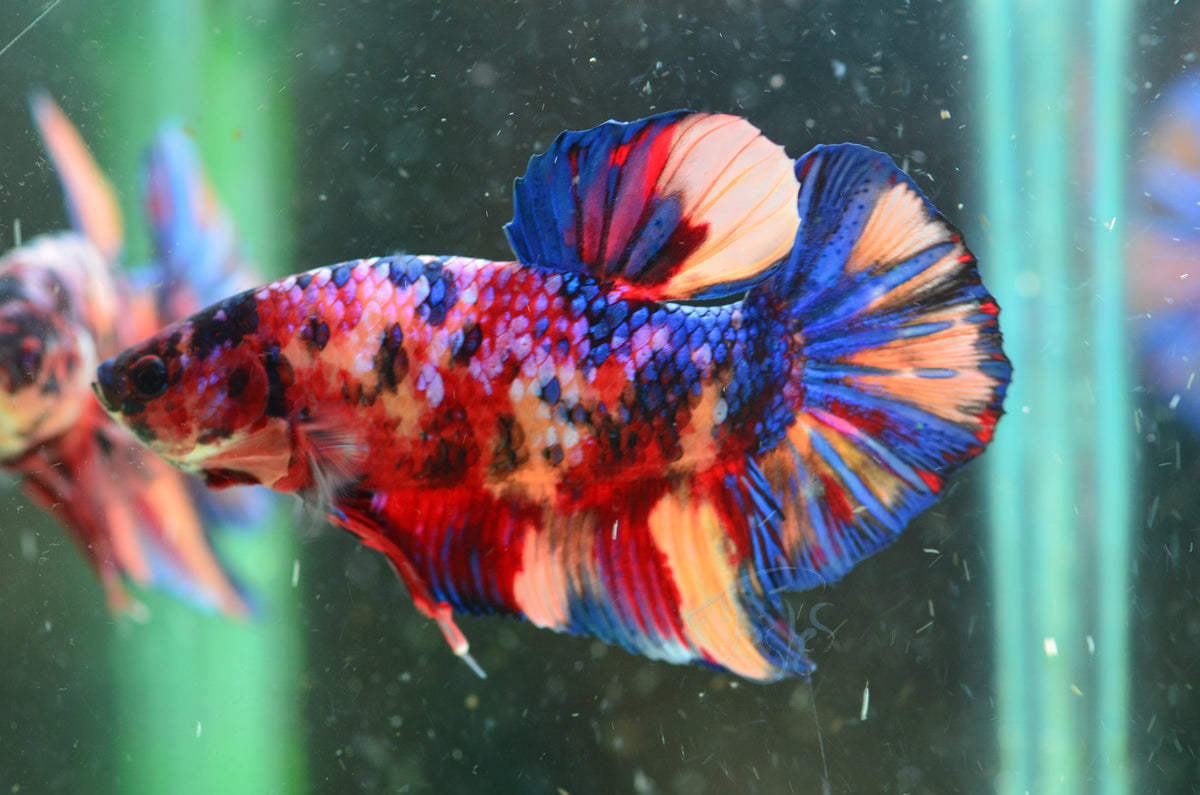 Giant Nemo HMPK Male