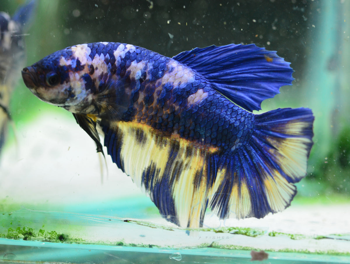 Giant Yellow Marble HMPK Male