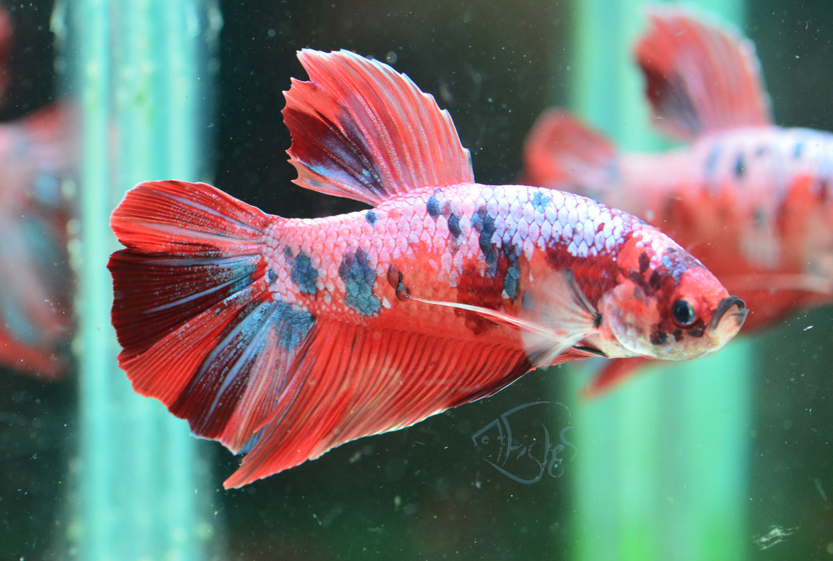 Giant Nemo HMPK Male