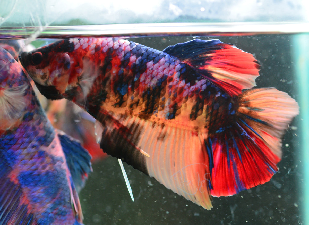 Giant Nemo HMPK Male