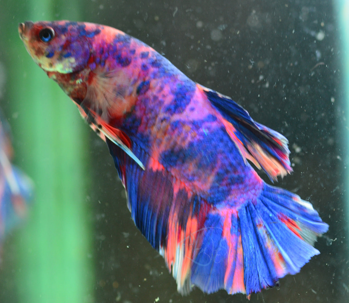 Giant Multicolour HMPK Male