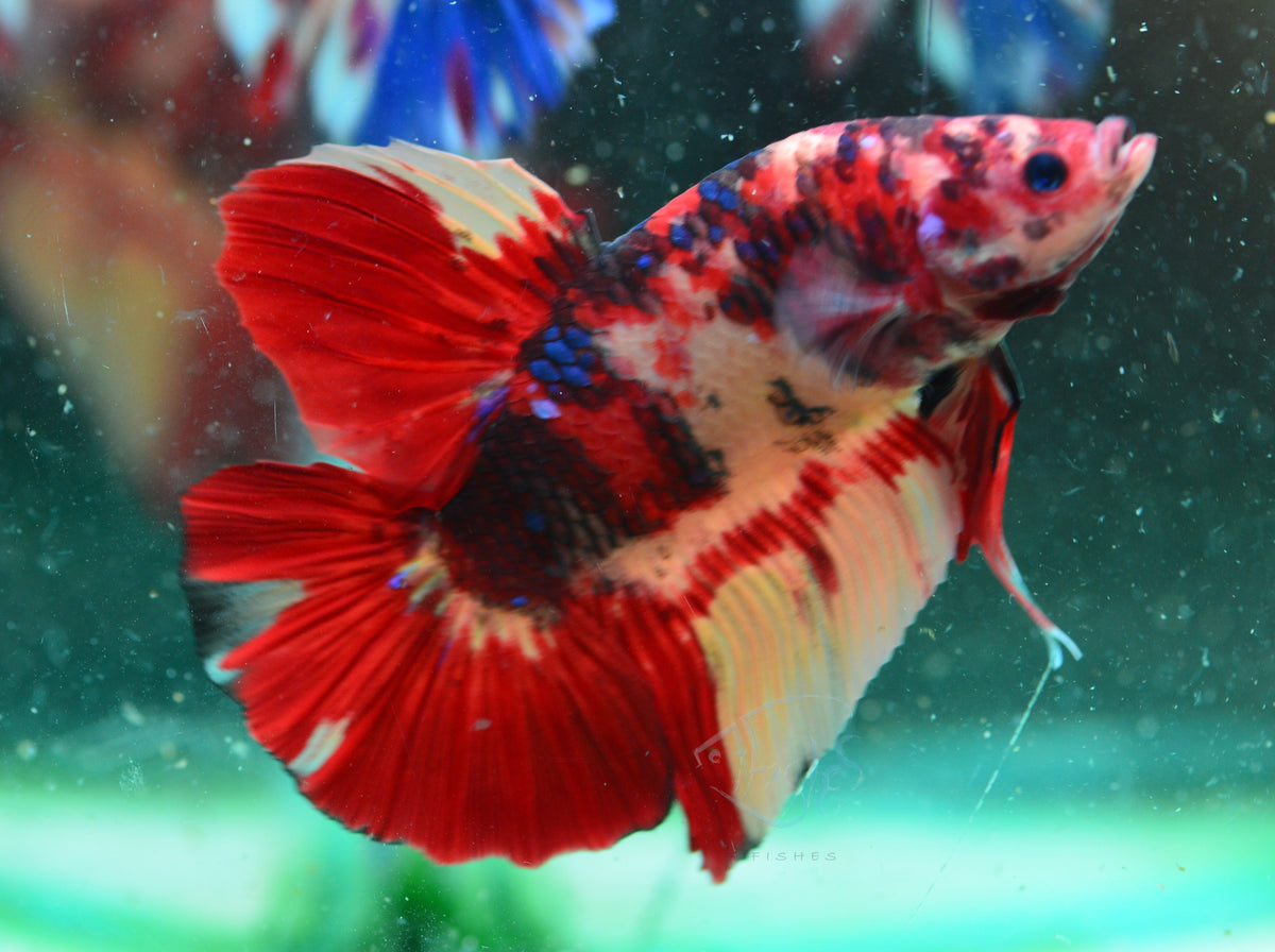 Giant Nemo HMPK Male