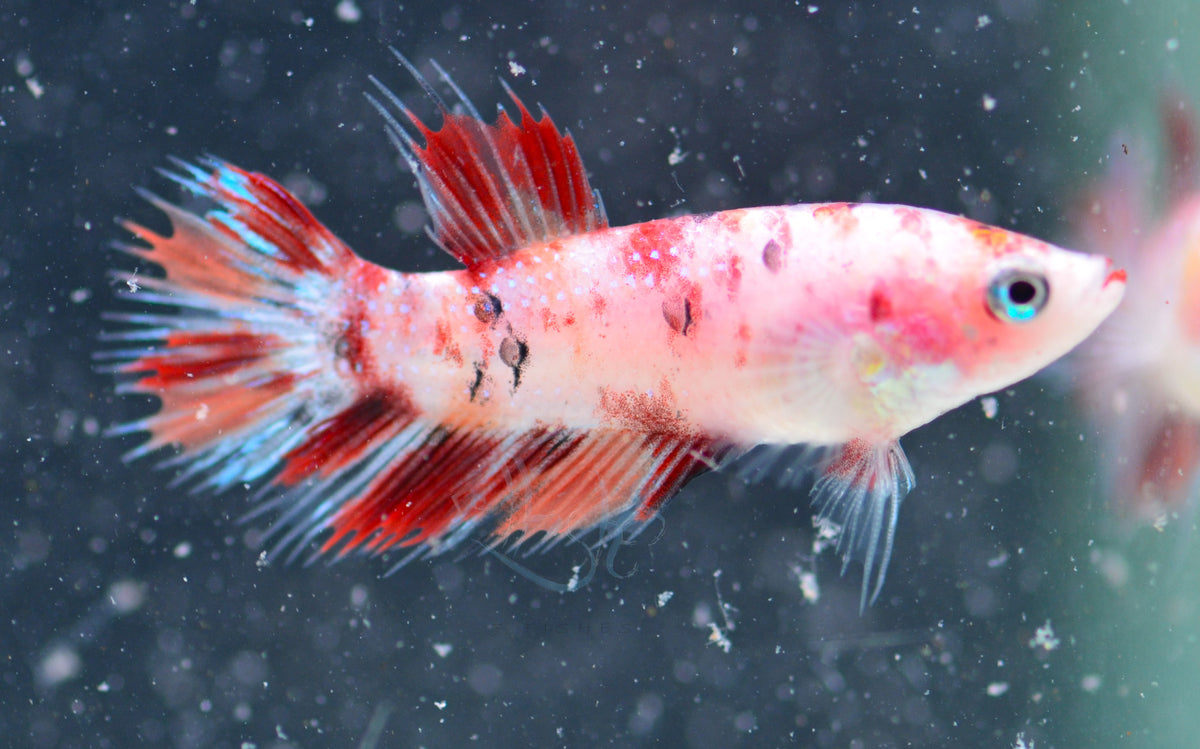 Nemo Crowntail Female