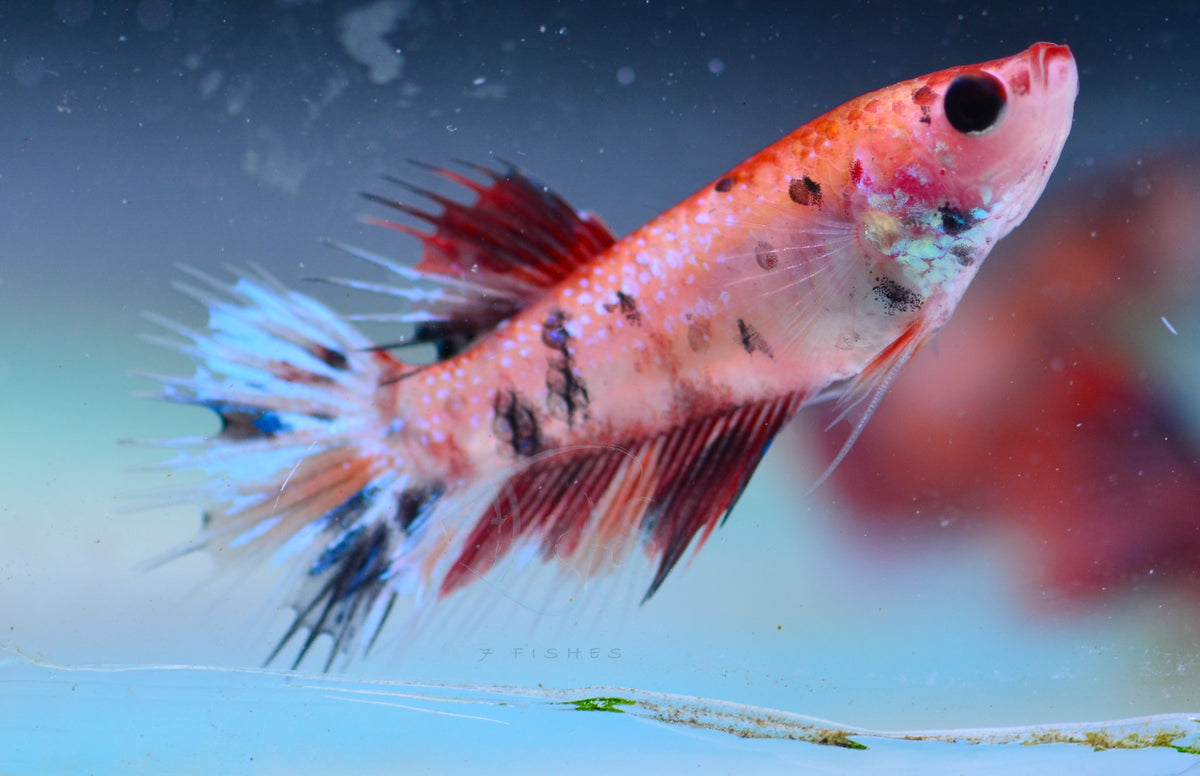 Nemo Crowntail Female