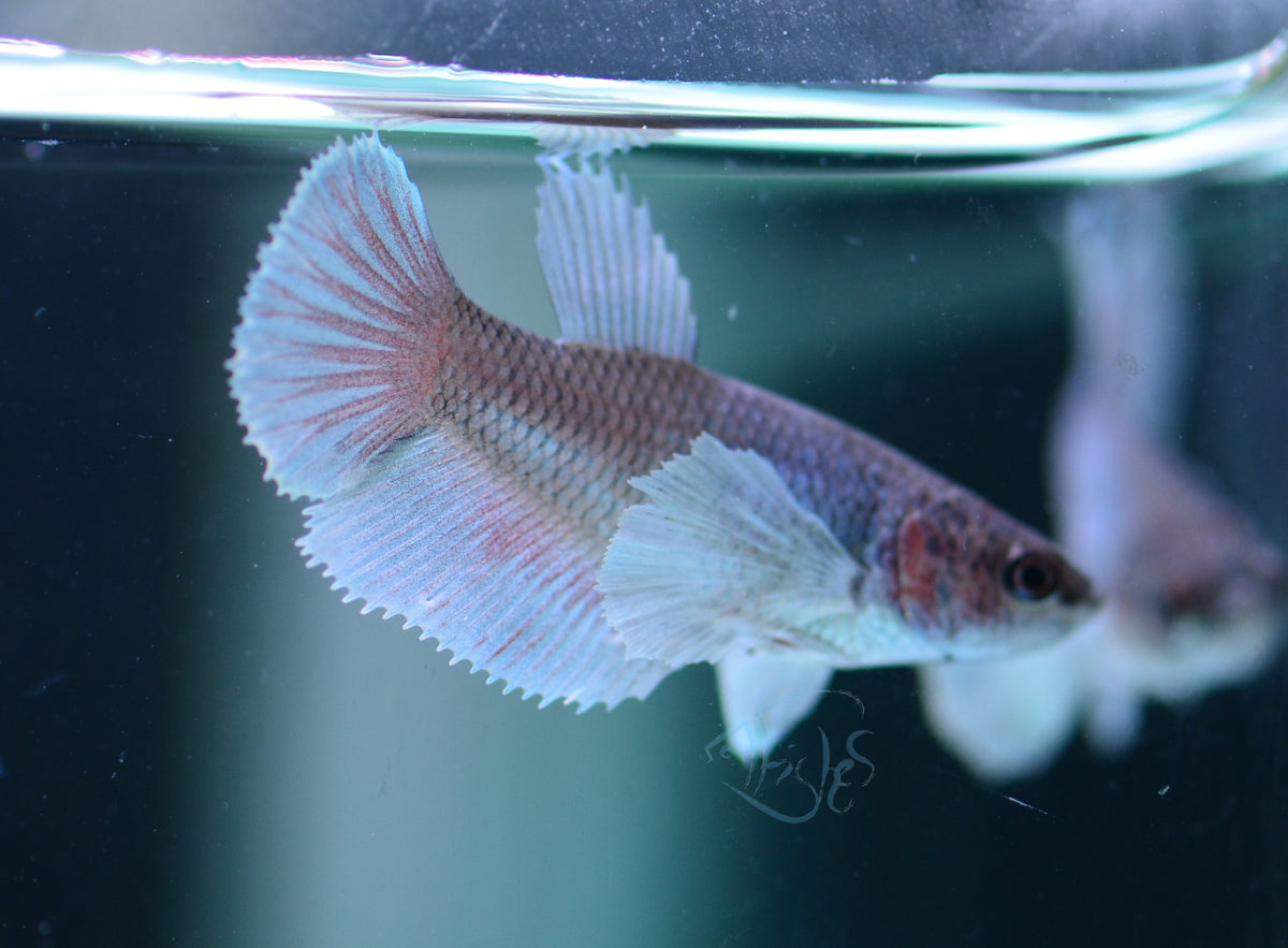 Pastel Dumbo Halfmoon Female