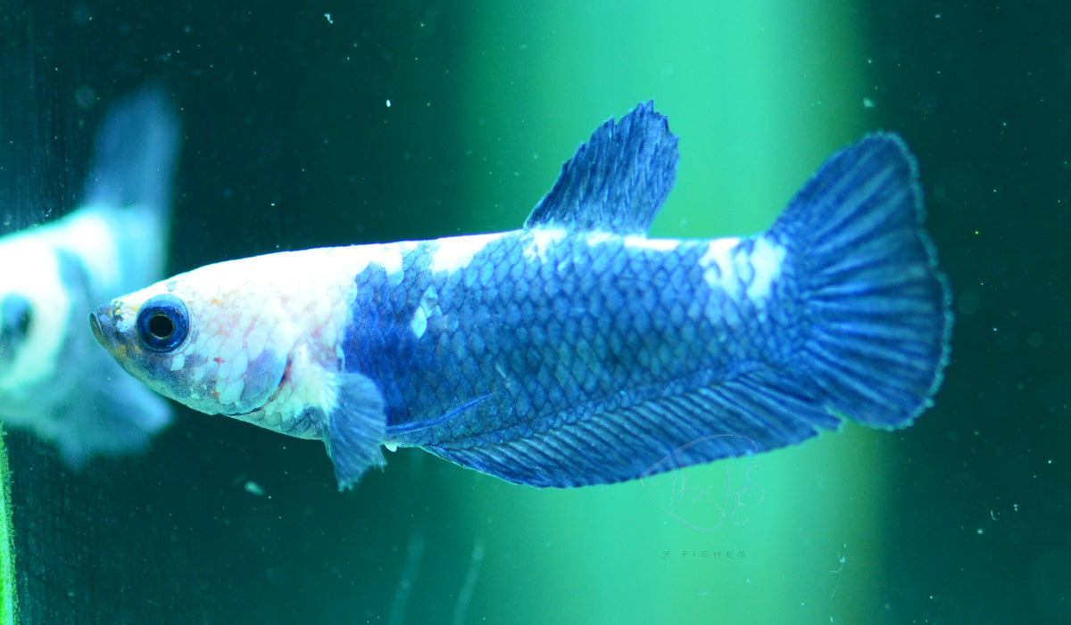 Blue Marble HMPK Female