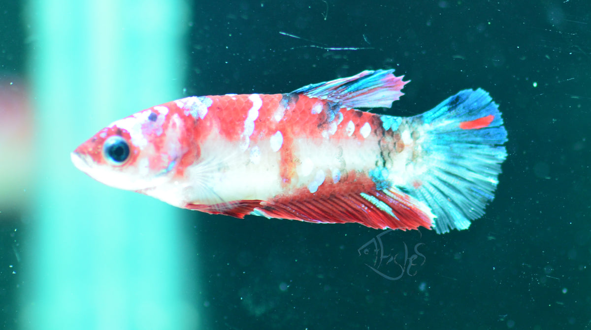 Red Galaxy HMPK Female