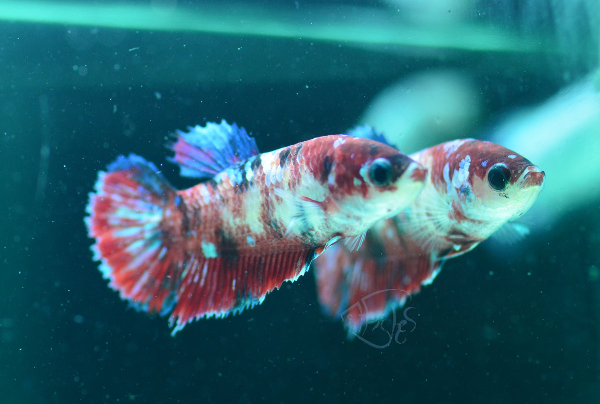 Red Galaxy HMPK Female