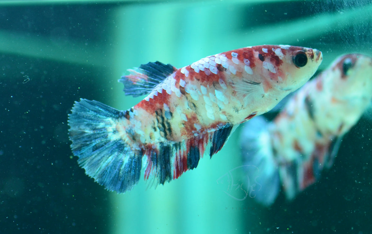 Red Galaxy HMPK Female