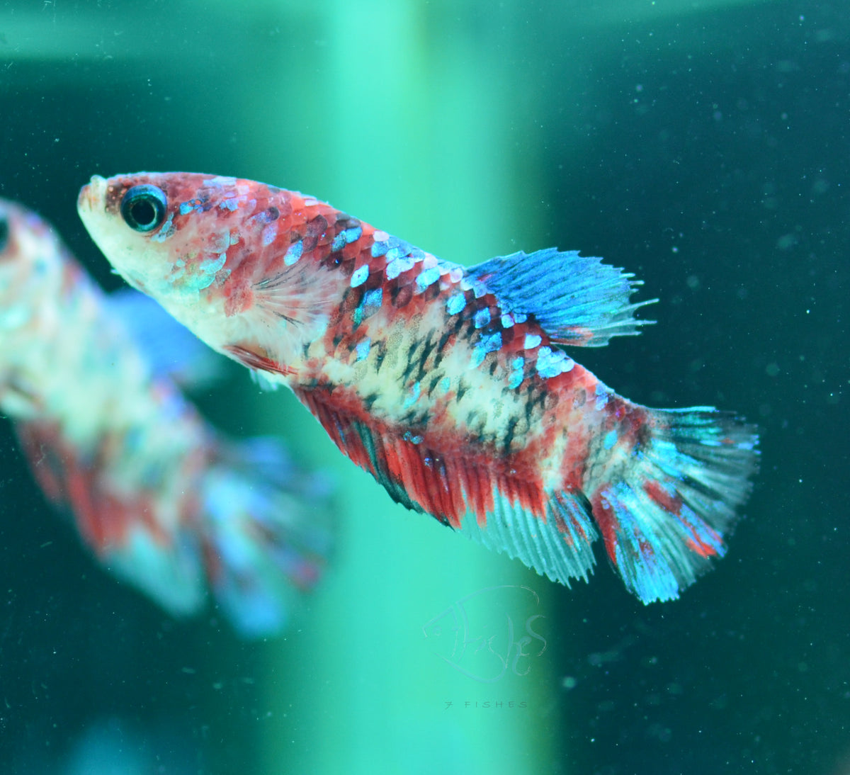 Red Galaxy HMPK Female