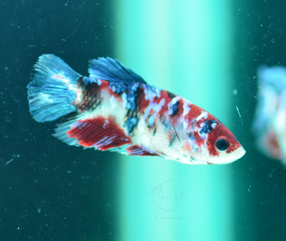 Red Galaxy HMPK Female