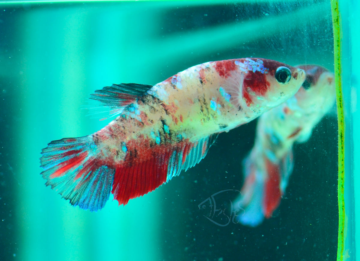 Red Galaxy HMPK Female