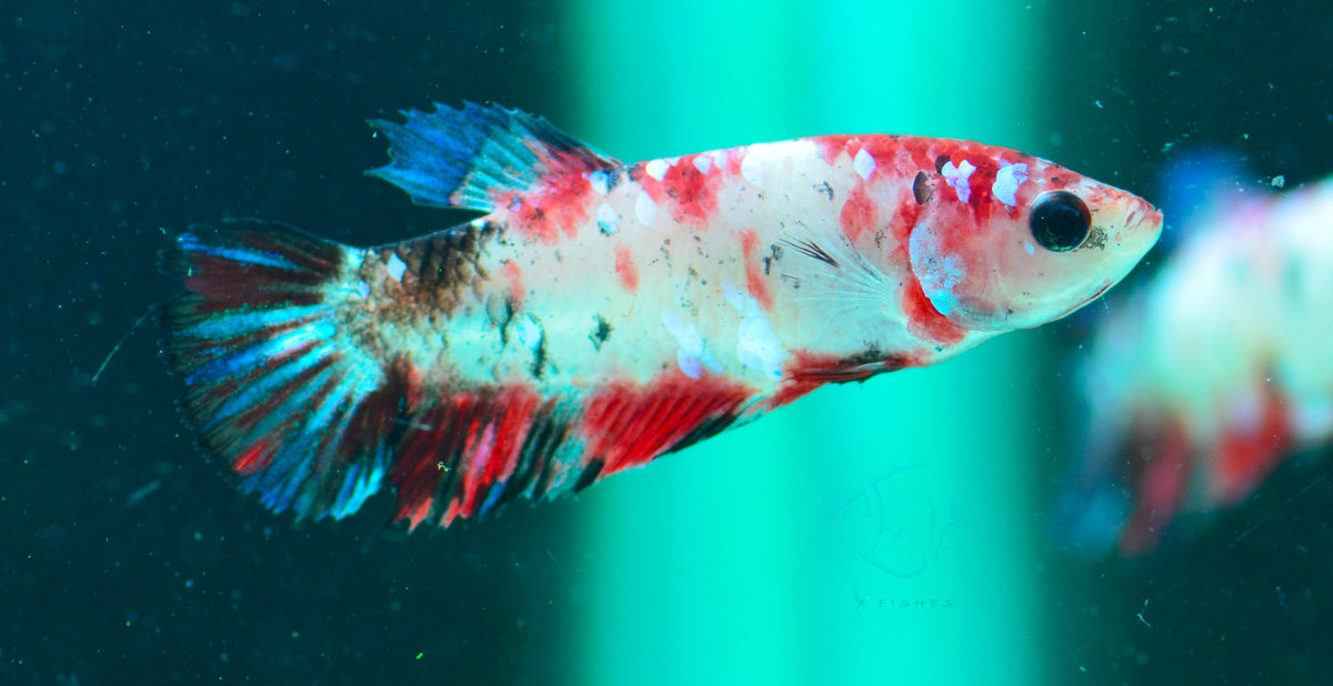 Red Galaxy HMPK Female