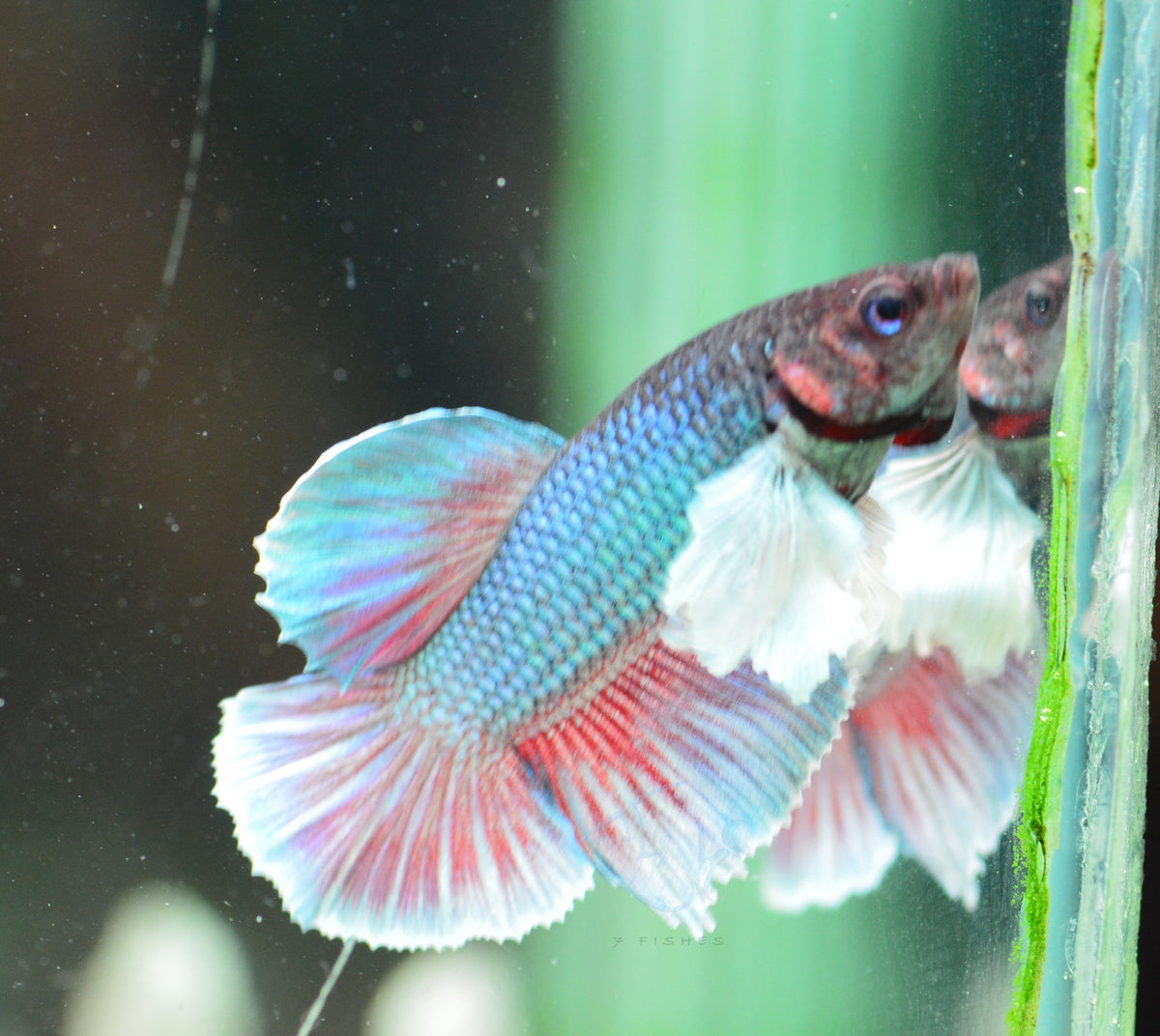 Lavender Dumbo HMPK Male