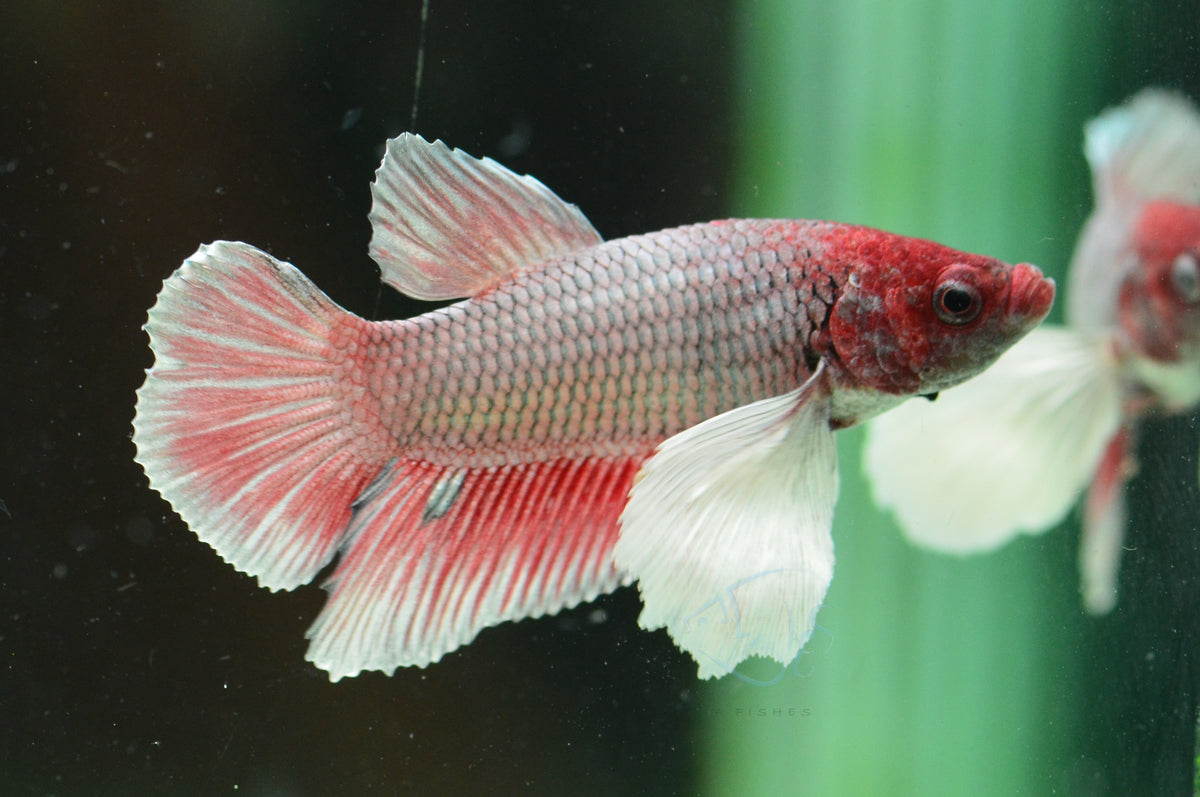 Copper Red Dumbo HMPK Male
