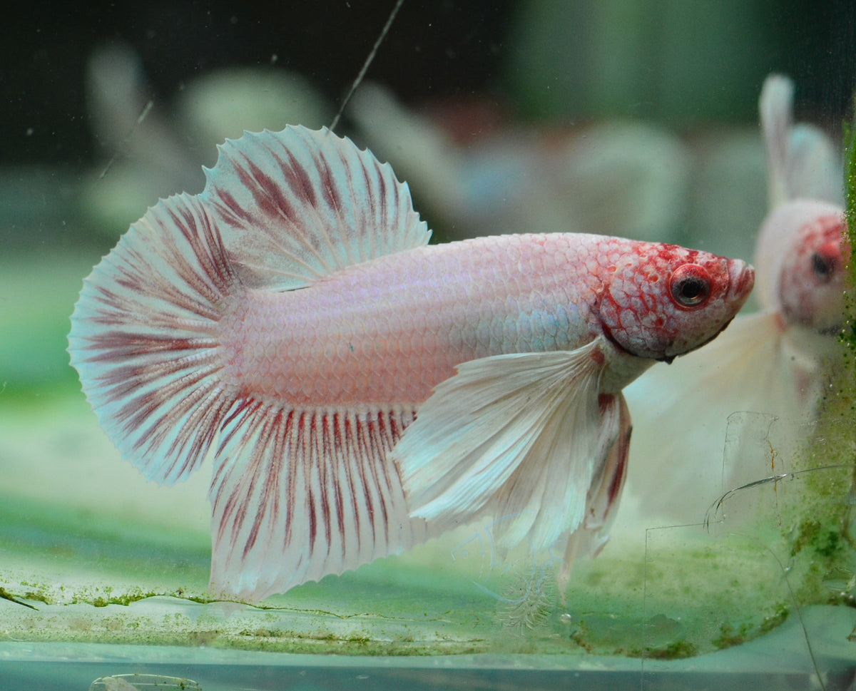 Pastel Pink Dumbo HMPK Male