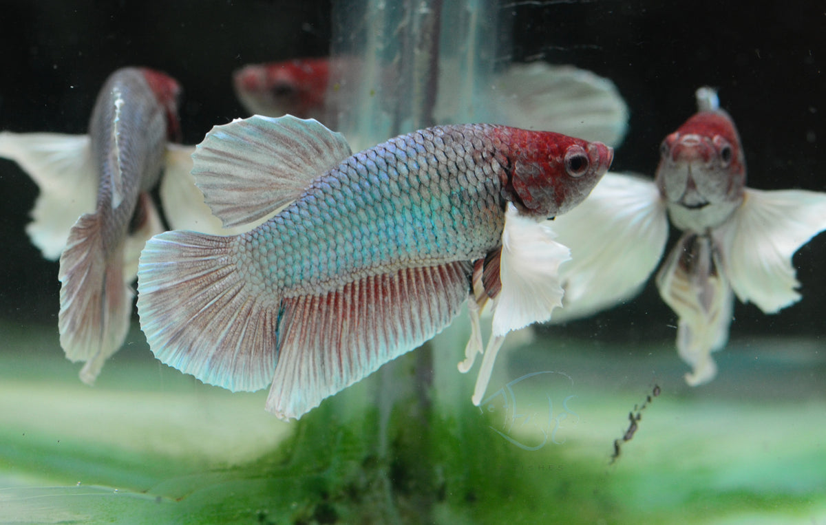 Lavender Dumbo HMPK Male