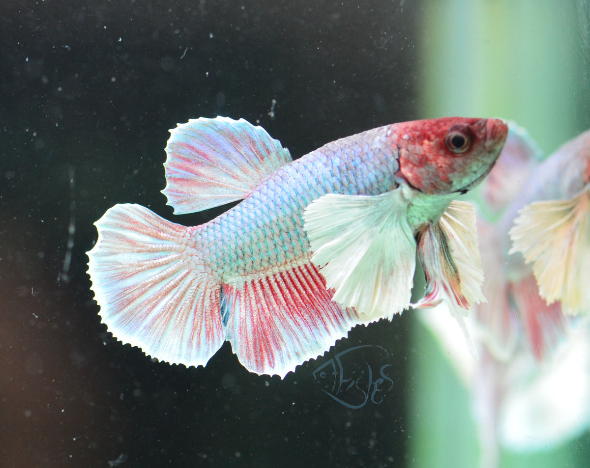 Lavender Dumbo HMPK Male