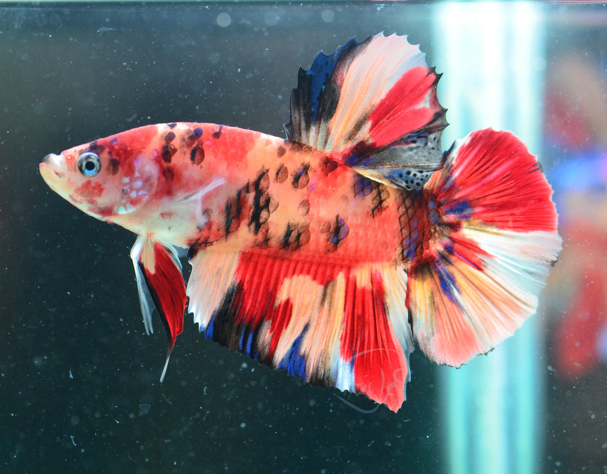 Giant Nemo HMPK Male
