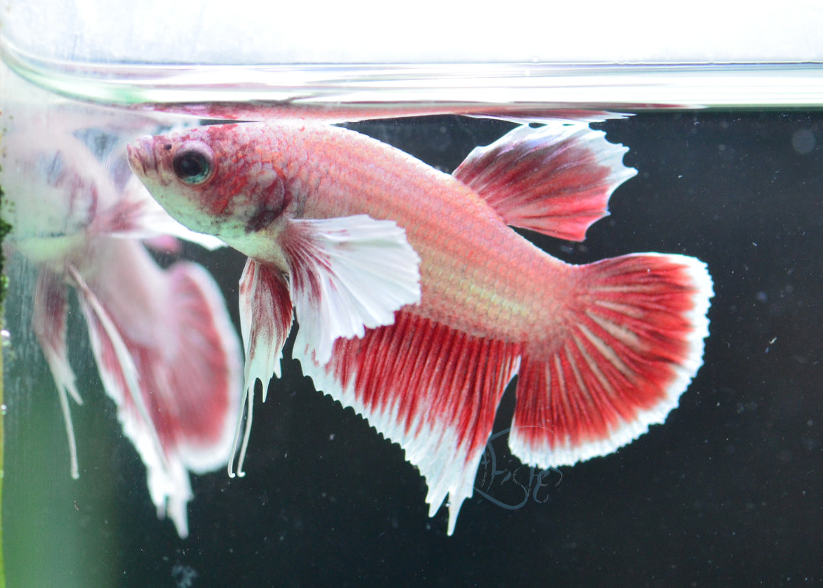 Pastel Red Dumbo HMPK Male