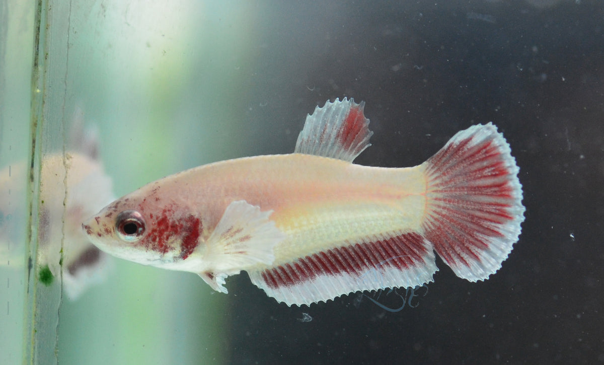 Pastel Red Dumbo HMPK Female