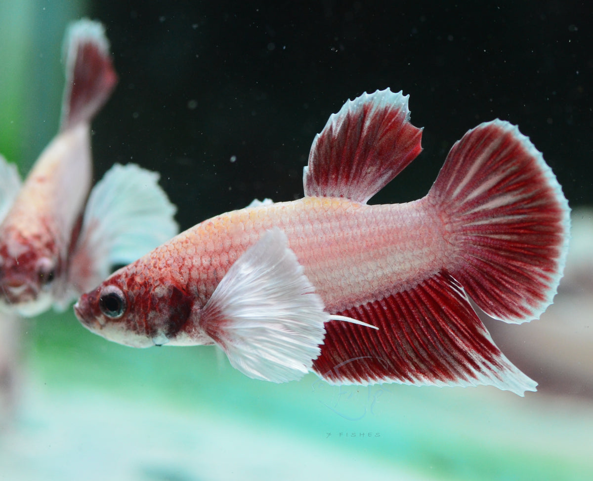 Pastel Red Dumbo HMPK Male