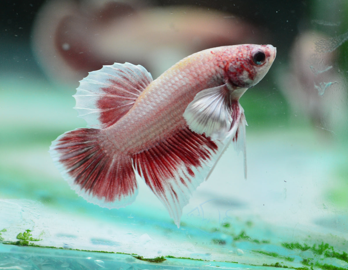 Pastel Red Dumbo HMPK Male