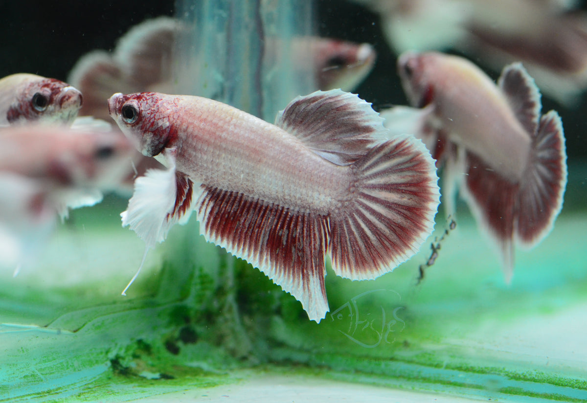 Pastel Red Dumbo HMPK Male