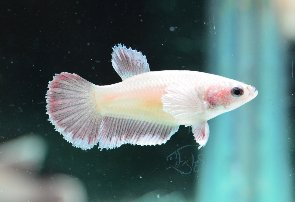 Pastel Red Dumbo HMPK Female