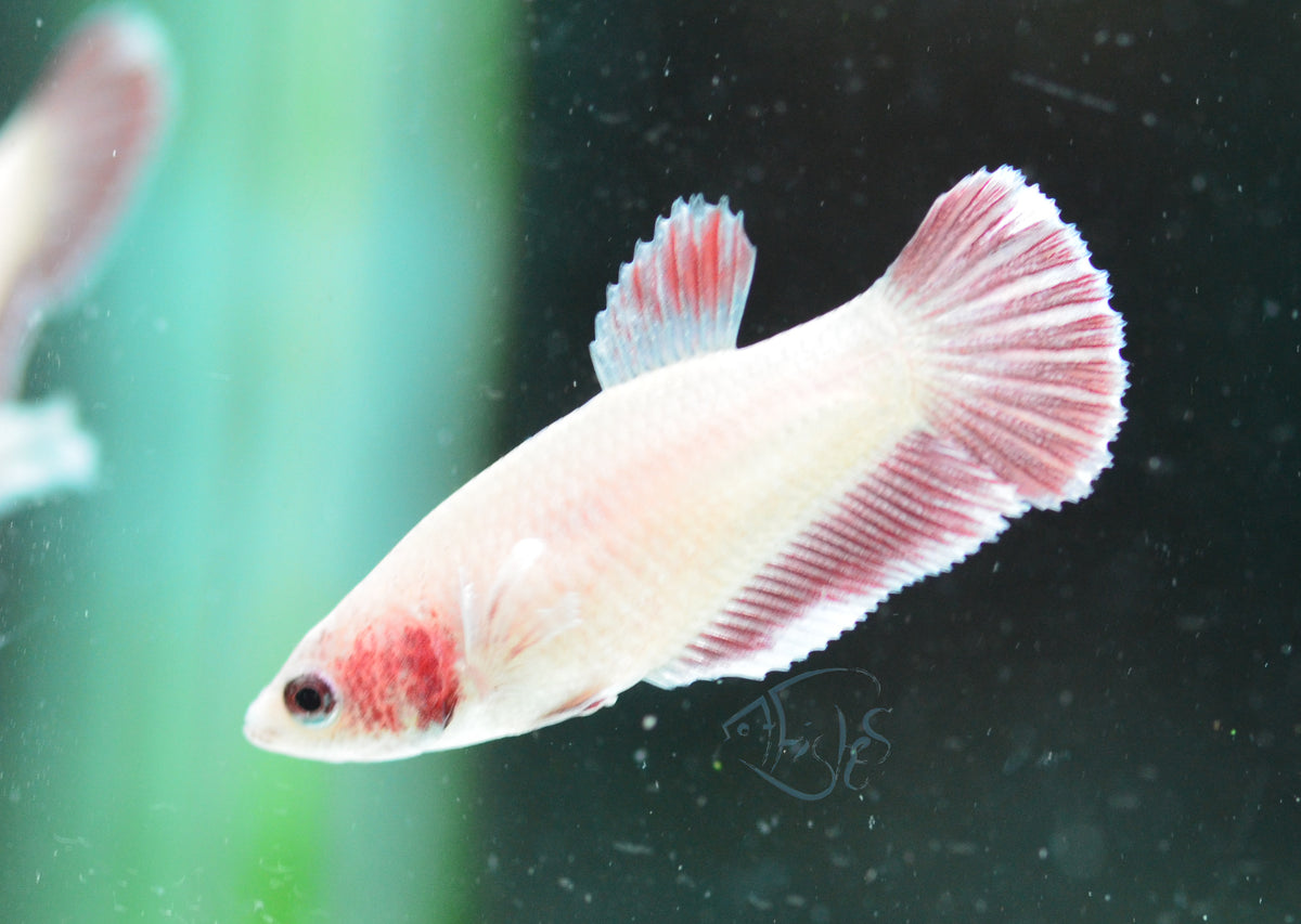 Pastel Red Dumbo HMPK Female