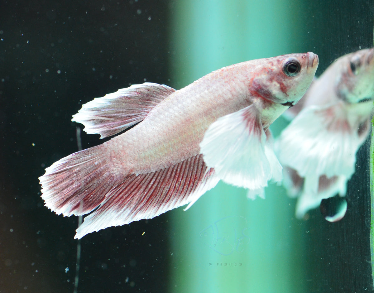 Pastel Red Dumbo HMPK Male