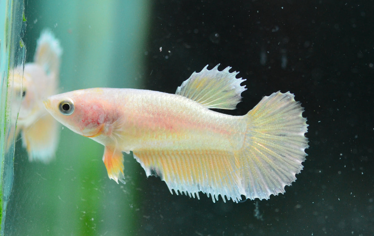 Gold Delta-tail Female
