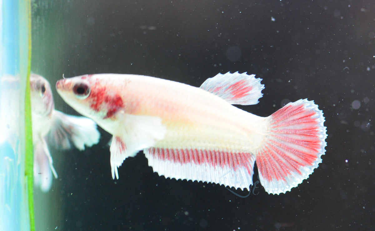 Pastel Red Dumbo HMPK Female