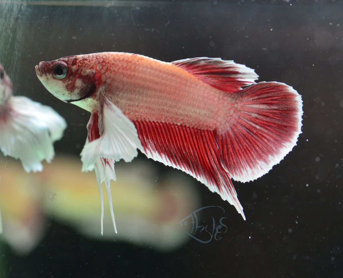 Pastel Red Dumbo HMPK Male