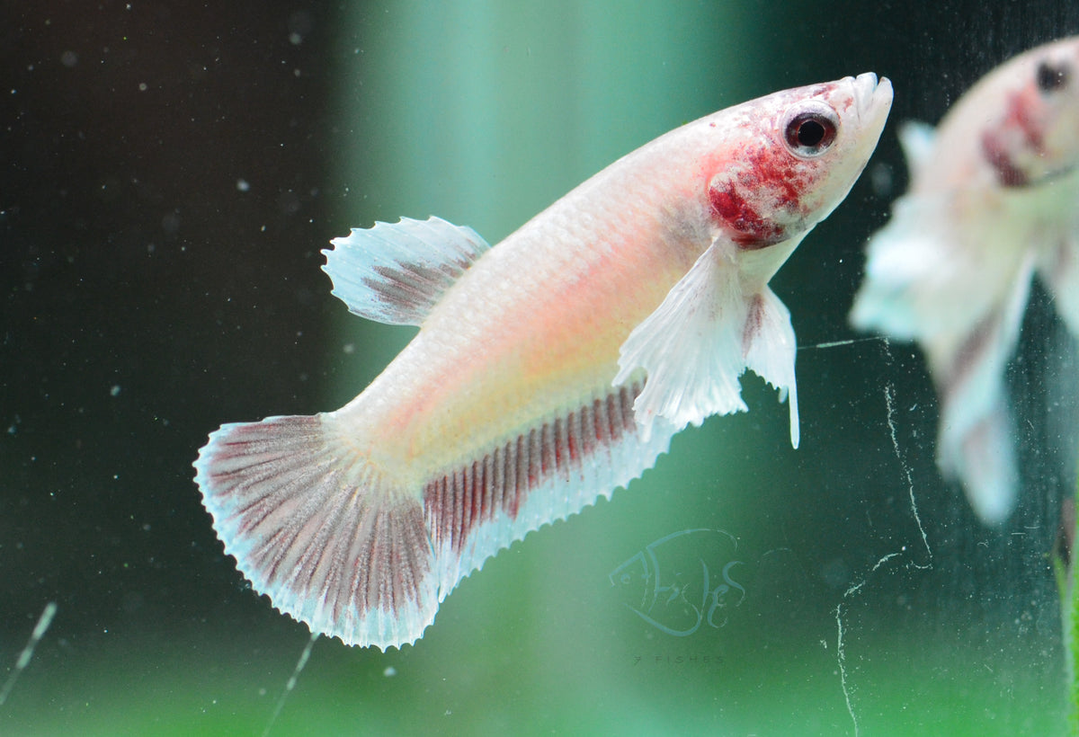 Pastel Red Dumbo HMPK Female