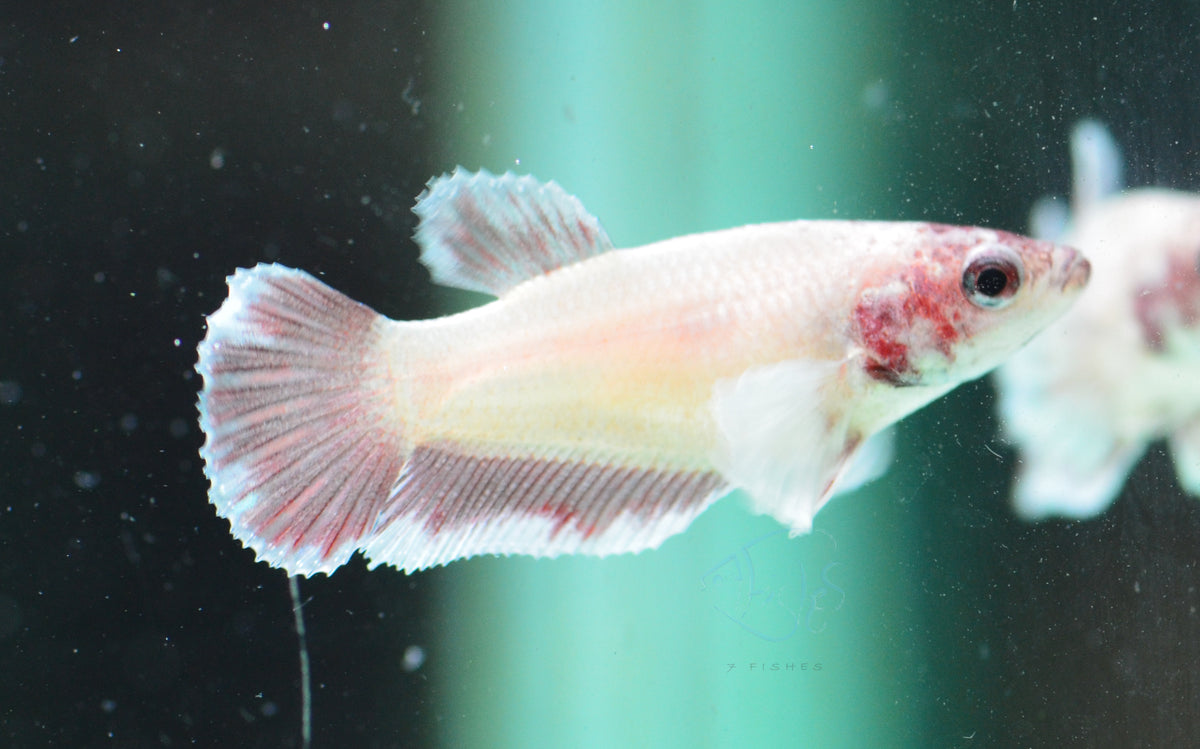 Pastel Red Dumbo HMPK Female